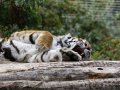 ZOO-Viden 24 srpen 2014 102.JPG